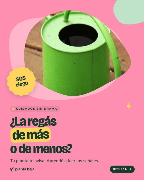 ¿La regás de más o de menos? · Planta Baja