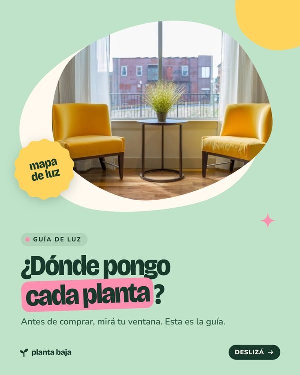 ¿Dónde pongo cada planta? · Planta Baja