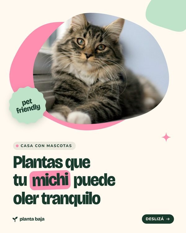 Plantas que tu michi puede oler tranquilo · Planta Baja