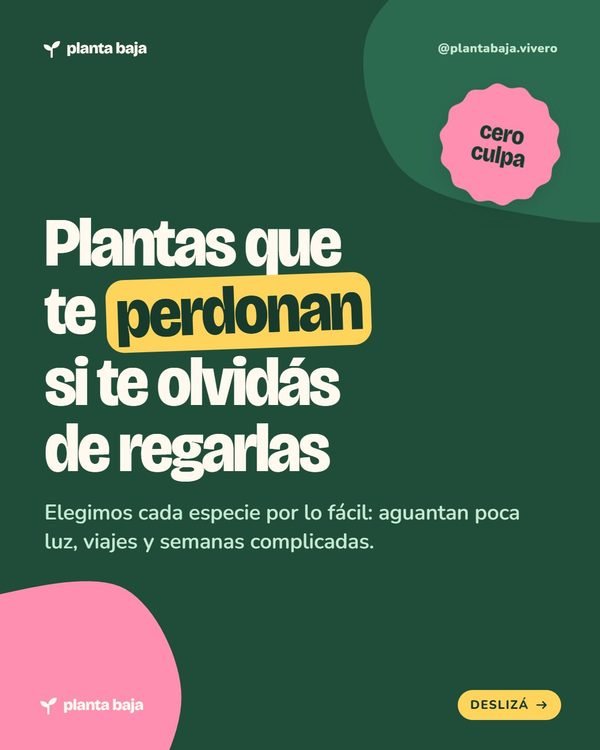 Plantas que te perdonan si te olvidás de regarlas · Planta Baja