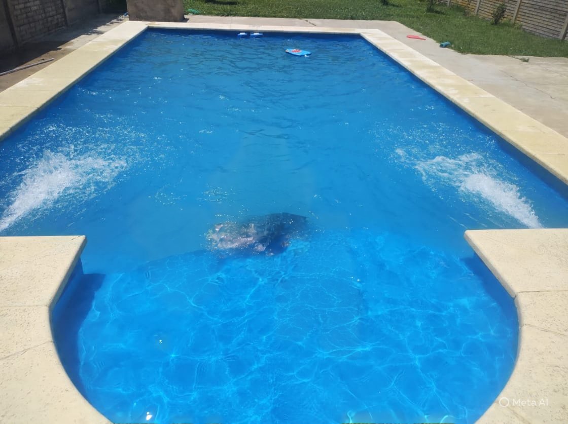 Escudo en venecitas en piso de piscina