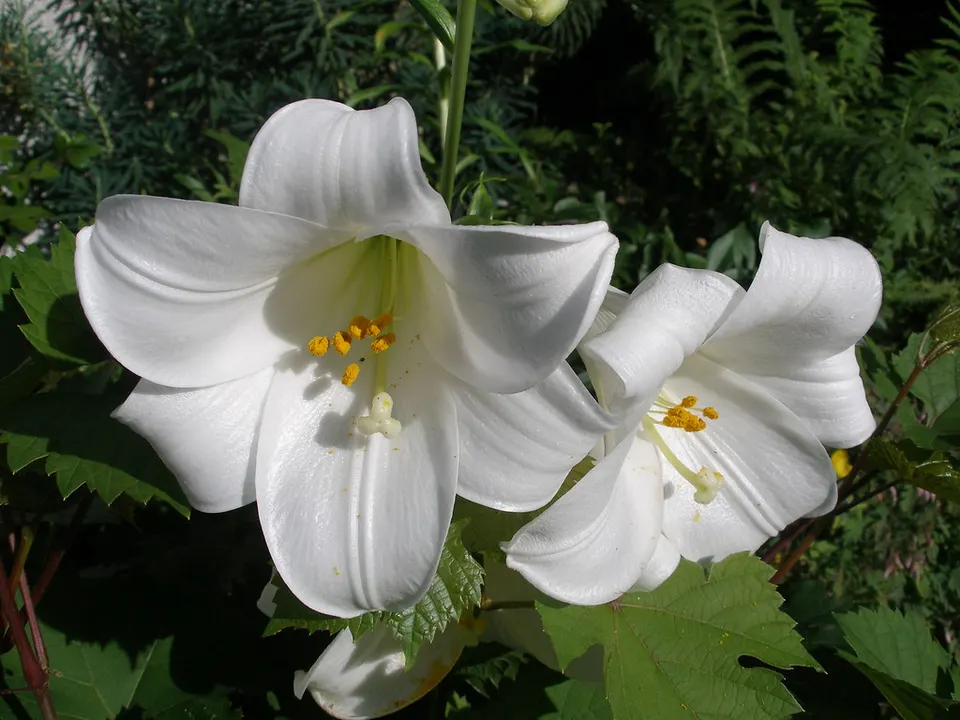 Lirios blancos en flor